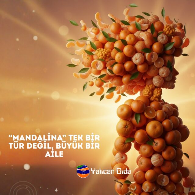 Marketlerde gördüğümüz mandalina aslında çok farklı çeşitlerin genel adıdır. Örneğin:
	•	Satsuma
	•	Klementin
	•	Murcott (tatlı ve bol sulu)
	•	Nova
	•	Minneola (hafif boğumlu)

Her birinin şeker oranı, ekşilik dengesi ve çekirdek durumu değişir.